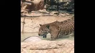 Frida is starting her morning with a splash in the Kitty Pool! 🌊🌊