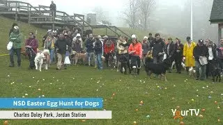 NSD Easter Egg Hunt for Dogs