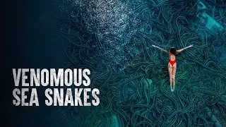 How to Survive Venomous Sea Snakes