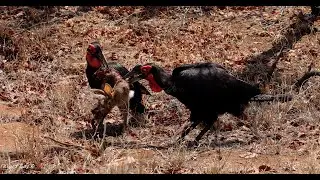 Southern Ground Hornbill Family Feasts | Tug of War Over Scrub Hare Roadkill