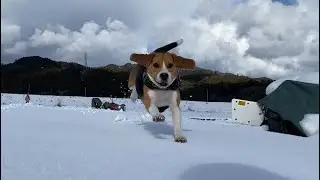 大好きな雪遊びで大はしゃぎする愛犬が可愛すぎる。