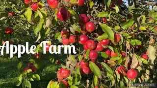 Apple Farm in Germany  | Germany ke apple farm