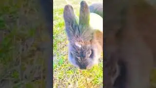 Saxy in Or&oslash; 🐰&hellip; #trip #bunny #travel #shorts