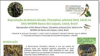 Reprodu&ccedil;&atilde;o da Batu&iacute;ra-bicuda, Charadrius wilsonia no S&iacute;tio WHSRN Banco dos Cajuais, Cear&aacute;, Brasil