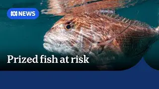 Prized WA fish species at 'severe risk' as tougher restrictions mooted | ABC NEWS