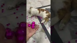 Epic Cat Reverse Fun 😸#shorts #cat #asmrshorts #adorablecat #satisfyingvideo #trendingshorts