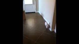 Welcoming home Petunia the pig