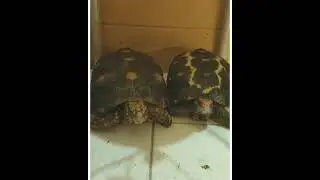 tortoise redfoot cherryhead marble