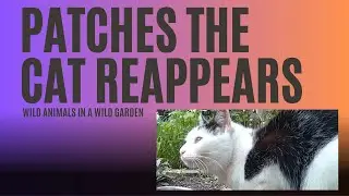 Patches Cat Reappears - 11th July 2023