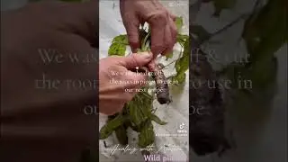 Preparing evening primrose roots, from our winter garden!
