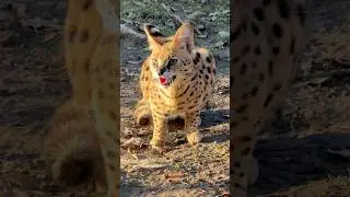 Arriv&eacute;e d&rsquo;un serval &agrave; African Safari #serval #soigneuranimalier #zooafricansafari