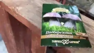 Эксперимент: посадили подберезовики на даче!