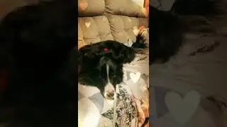When you're finally trying to relax but your stupid human won't leave you alone.