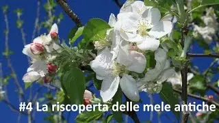 4 La riscoperta delle mele antiche