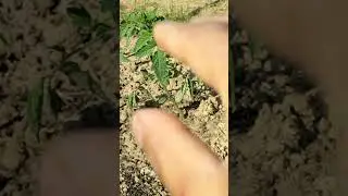 Ph terreno, come evitare malattie funghi alle orticole