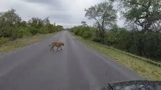 Leopard crossing the road