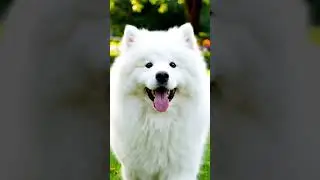 Treat Magic! 🤫 Calm Shiba Turns Into a 