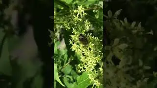 Айла́нт найви́щий (Ailanthus altissima)