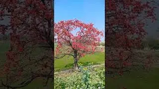 Red Silk cotton tree #KoshiBridge #Kursela #Katihar