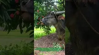 Funny Animals Eat Lychee! Buffalo Climbing Trees