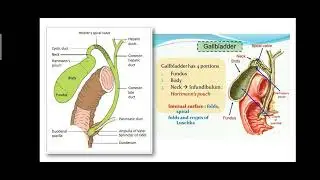 CHOLECYSTITIS #surgery #medical #yt #viralvideo #video #notes