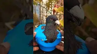Pigeon treatment 1601 #birds​ #pigeon​ #pets​ #USA #America #USATips #AmericanLife #USAShorts