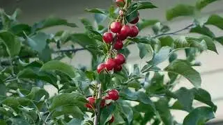 10 Invasive Plants You Should NEVER Grow in Your Garden!
