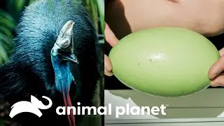 ¡La hembra de casuario, Babinda, puso dos huevos! | Los Irwin | Animal Planet