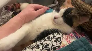 Tootsie the Calico Purr Machine!  Tootsie explores + enjoys our Home!  #autism #cat ASMR 3