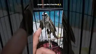 Trucukan Jinak Pancingan Burung bahan#trucukan#shortvideo#youtubeshorts#viral#reels#funny#burung