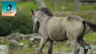 Caballos-Alegre / Musica propia 2022