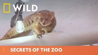 Why Do Bush Babies Have Sticky Hands? | Secrets Of The Zoo | National Geographic WILD UK