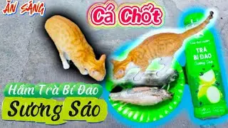 Cá Chốt Hầm Trà Bí Đao Sương Sáo, Mùi thơm 2 Mẹ mèo thèm ăn đến nỗi nước miếng không kịp vén.