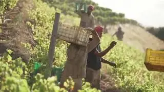 Klein Constantia Harvest 2019