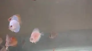 High Quality Discus Medium Size