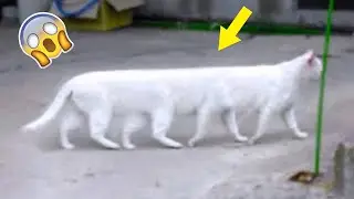 1 HOUR FUNNY CATS COMPILATION 2022😂| Funny Cat videos to cat watch😸- Cute Cats HD