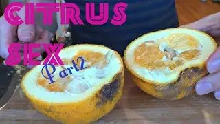 Bitter Orange & Sweet Lemon Review - Weird Fruit Explorer : Ep. 25