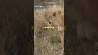 lion Hunting Tricks: The Lion King in Action!