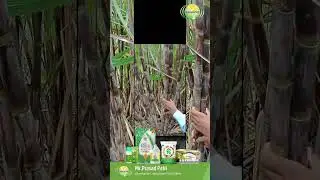 RPS 76 results in suger cane results more contact 9741427730