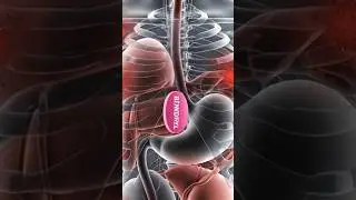 Benadryl vs. Allergy: Instant Relief! 🌸🤧 (3D Animation)