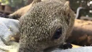リスだよね？
