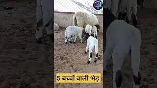 #देखिए 5 बच्चों वाली भेड़ // 5 kid's Sheep ज्यादा बच्चे देने वाली भेड़ #viral #shorts #video #sheep