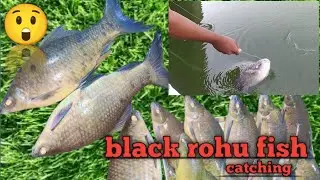 black rohu fish kaise pakade/black rohu fish catching/how to catch black rohu fish/black rohu bait