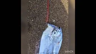【超激レア】肛門から墨を出す謎の深海魚アカナマダ。浅場を泳いで居たのをジグで引っかけて釣り上げた。この時は興奮でリリースしたが、水族館に寄贈すべきだった。日本海は凄い。#アカナマダ #深海魚 #レア魚