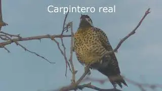 Paisajes, flora y fauna del Arroyo Culul&uacute; Santa Fe Argentina Parte 1 2020