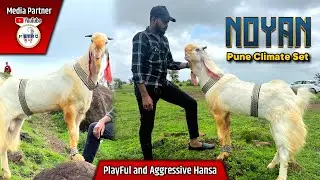 NOYAN PlayFul and Aggressive Hansa Goat by Baba Goats World | Cinematic Shoot | Metro MGF