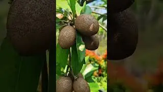 Sapodilla on pot 🍐 #satisfying  #fruit #sapodilla