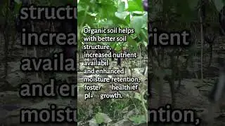 Transform Your Garden: The Best Organic Soil Mixes and How to Use Them