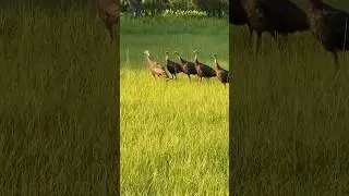 Follow the Flock Leader #wildlife #turkey #woods #birds