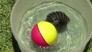 Beavers Ball Water Toy